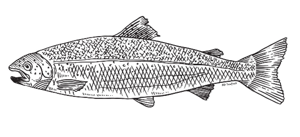 diagram of atlantic salmon