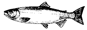 coho diagram