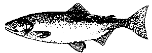 pink salmon diagram