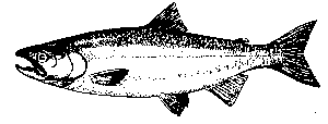 sockeye salmon diagram
